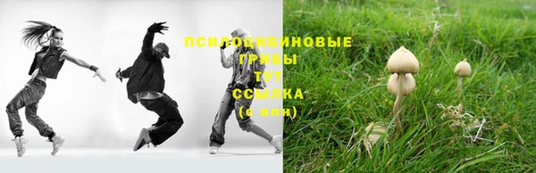 стаф Алзамай